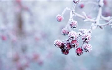 selective focus photo of frozen round red fruits iMac wallpaper