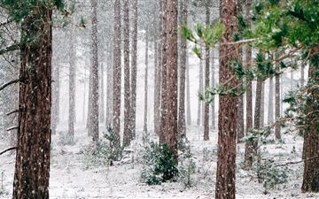 tall pine trees covered with snow during winter All Mac wallpaper