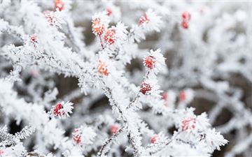 berry branches frost winter 5k All Mac wallpaper