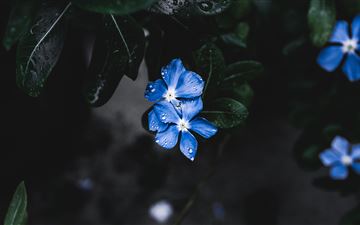 blue plant flower All Mac wallpaper