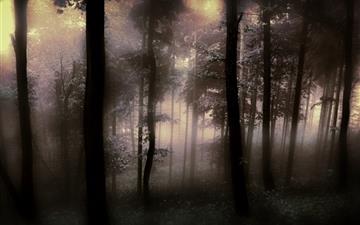The fog of the forest All Mac wallpaper