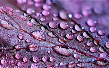 water drops on leaves All Mac wallpaper