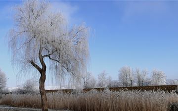 winter nature frost trees 5k MacBook Air wallpaper
