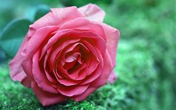 Pink Rose on the Grass All Mac wallpaper