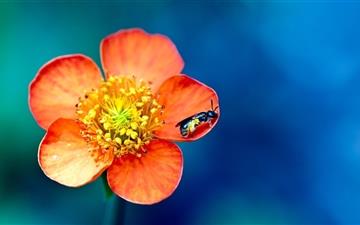 Flower and bee All Mac wallpaper