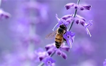 Purple flower and bee All Mac wallpaper