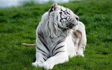 White tiger All Mac wallpaper