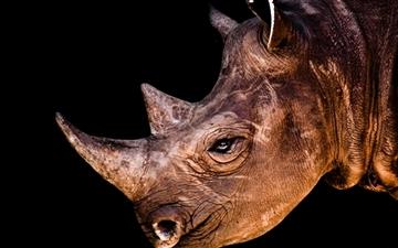 Black Rhinoceros All Mac wallpaper