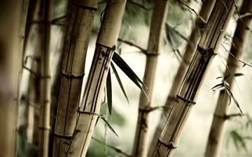 The bamboo MacBook Air wallpaper