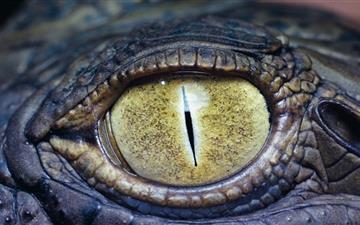 The eye of the crocodile MacBook Pro wallpaper
