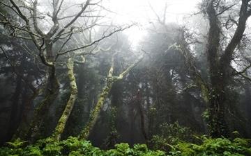 Primeval forest All Mac wallpaper