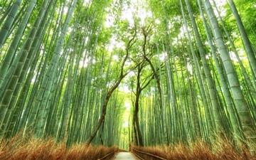 Bamboo forest All Mac wallpaper