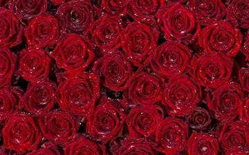 Red Roses Back Ground MacBook Air wallpaper