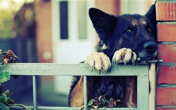 German Shephre Over The Fence All Mac wallpaper