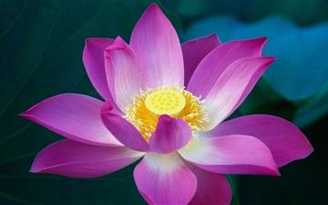 Lotus Flower MacBook Pro wallpaper