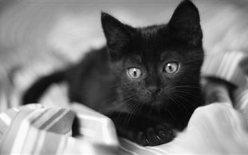 Black Kitten MacBook Pro wallpaper
