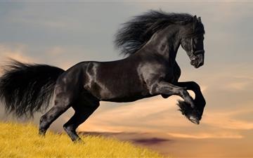 Black Horse All Mac wallpaper