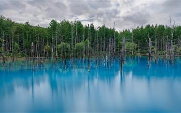 Flooded Forest MacBook Pro wallpaper