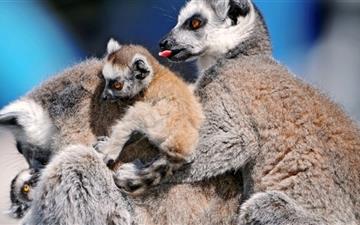 Funny Lemurs All Mac wallpaper
