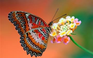 Butterfly On Flower All Mac wallpaper