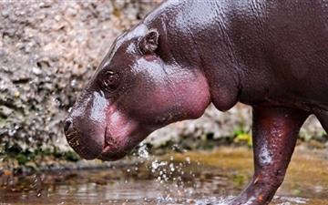 Hippo Walking In The River All Mac wallpaper