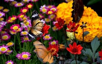 Butterfly And Colorful Flowers MacBook Air wallpaper