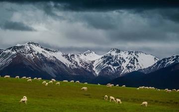 Sheep On Mountain Pasture All Mac wallpaper