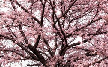 Soft Pink Japanese Cherry Tree Blossom MacBook Pro wallpaper