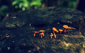 Tiny Mushrooms All Mac wallpaper