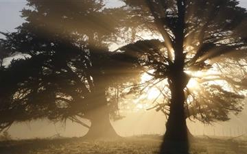 Trees With Sunlight All Mac wallpaper