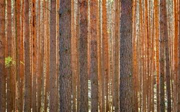 Pine Forest All Mac wallpaper