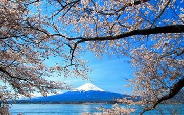 Sakura And Mount Fuji All Mac wallpaper