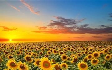 Sunset Over Sunflowers Field All Mac wallpaper