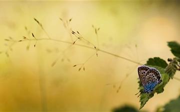 Brown And Blue Butterfly All Mac wallpaper