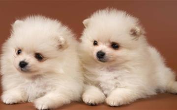 Pomeranian Puppies MacBook Pro wallpaper