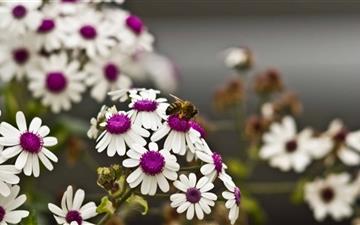 A Bee On Beautiful White Flowers All Mac wallpaper