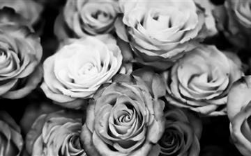 Roses Black And White All Mac wallpaper