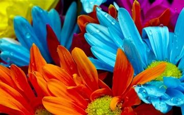 Colorful Flowers All Mac wallpaper