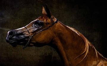 Arabian Horse MacBook Pro wallpaper