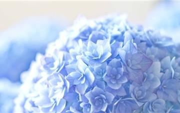 Blue Hortensia Flower All Mac wallpaper