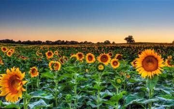 Sunflower Field Sunset All Mac wallpaper
