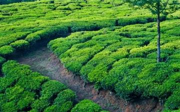 Green Tea Field All Mac wallpaper