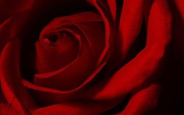 Valentines Day Rose All Mac wallpaper