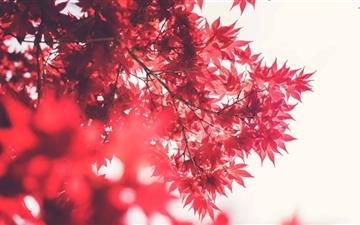 Red Japanese Maple All Mac wallpaper