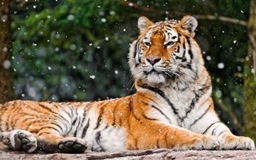 Siberian Tigress All Mac wallpaper