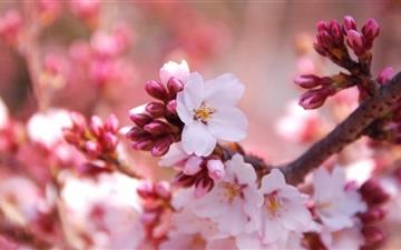 Cherry Blossom Buds MacBook Pro wallpaper