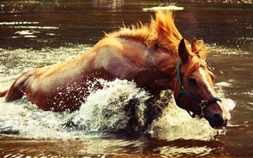 Horse In Water MacBook Air wallpaper