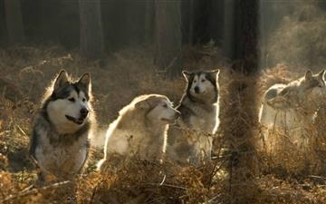Huskies Group In The Forest MacBook Air wallpaper