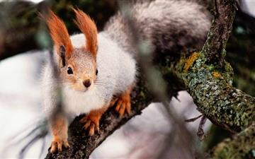 Nimble Squirrel All Mac wallpaper