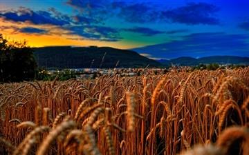 Wheat Field At Twilight All Mac wallpaper